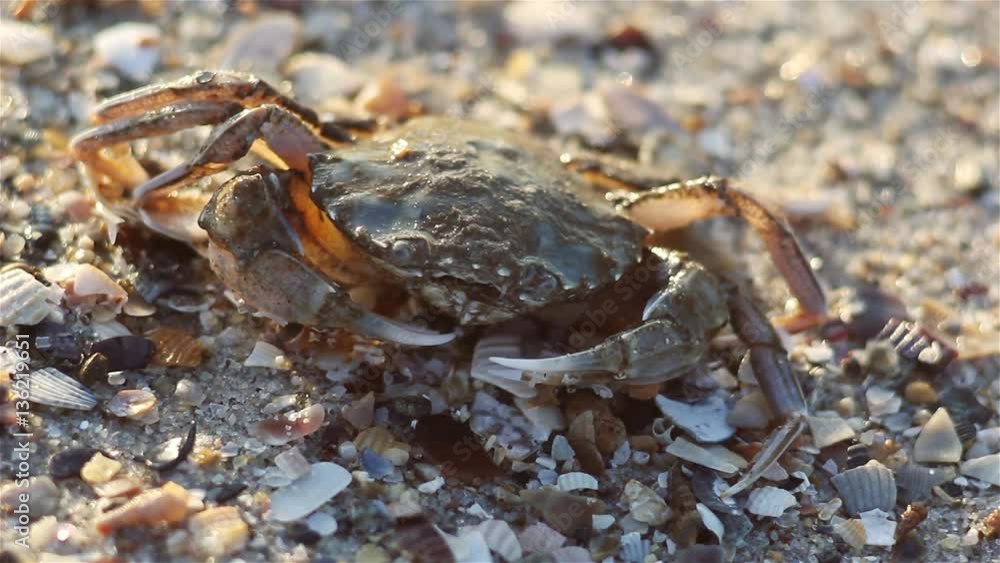Small crab sitting on the beach, natural habitat. (Macro Video) Small crab sitting on the beach, natural habitat. (Macro Video)