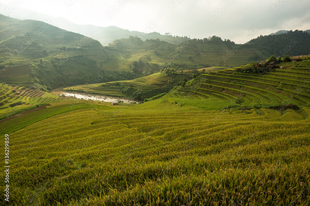 Rice field on terrace