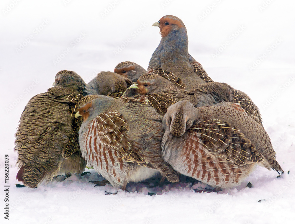 Obraz premium Group of wild grey partridges