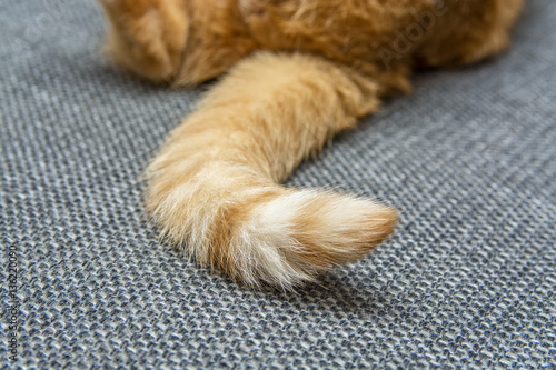 Fototapeta Naklejka Na Ścianę i Meble -  the tail of a red cat 