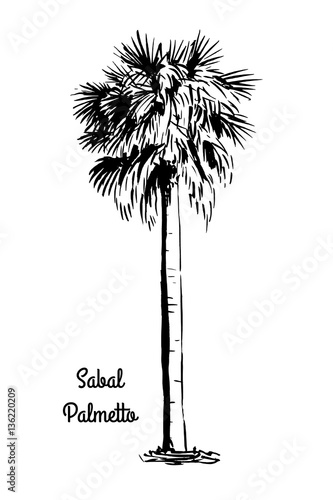 Vector sketch illustration. Black silhouette of Sabal Palmetto isolated on white background. Cabbage Palm drawing. Tropical flora native to USA, Cuba, Bahamas. Official state tree of Florida and South