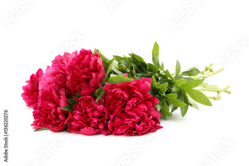 Bouquet of red peony flowers isolated on a white