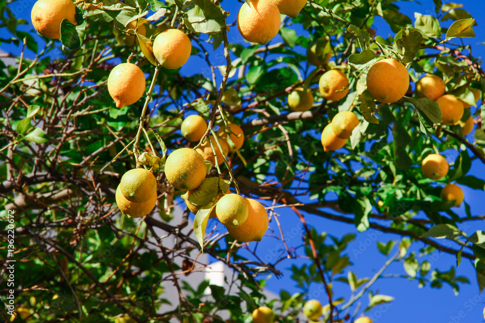 Lemon grow up om lemon tree in garden on farm in front of blue sky Lemon grow up om lemon tree in garden on farm in front of blue sky