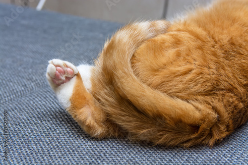 Fototapeta Naklejka Na Ścianę i Meble -  the tail of a red cat 