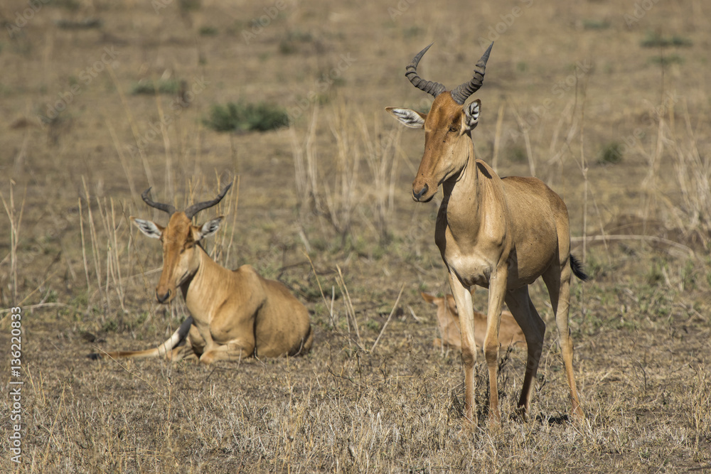 family group Coke’s Hartebeest or Kongoni in the Serengeti Nat family group Coke’s Hartebeest or Kongoni in the Serengeti Nat
