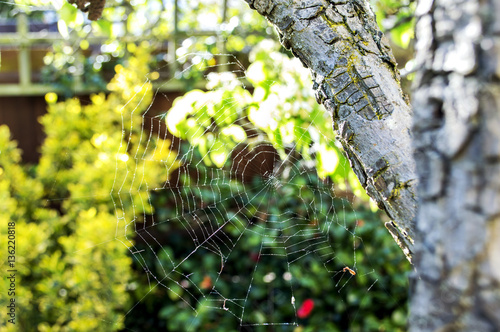 Spiders web