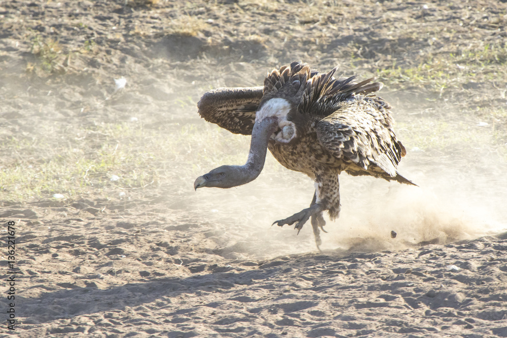 Fototapeta premium Ruppells Griffon Vulture bouncing on the sand by the river in a
