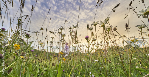 Old wild flower hay meadow in summer, Sussex High Weald