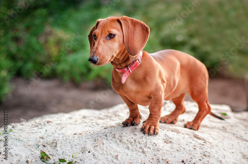 dachshund dog