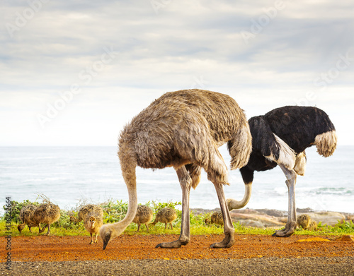 Ostrich Family With Chicks
