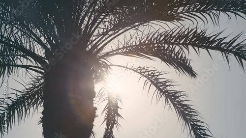 Wallpaper Mural Palm. Close-up of Crohn's palm. The desert heat. Exotic country. Resort. Palm Tree. CU of palm fronds in silhouette swaying in the breeze, against an orange sunset. Torontodigital.ca