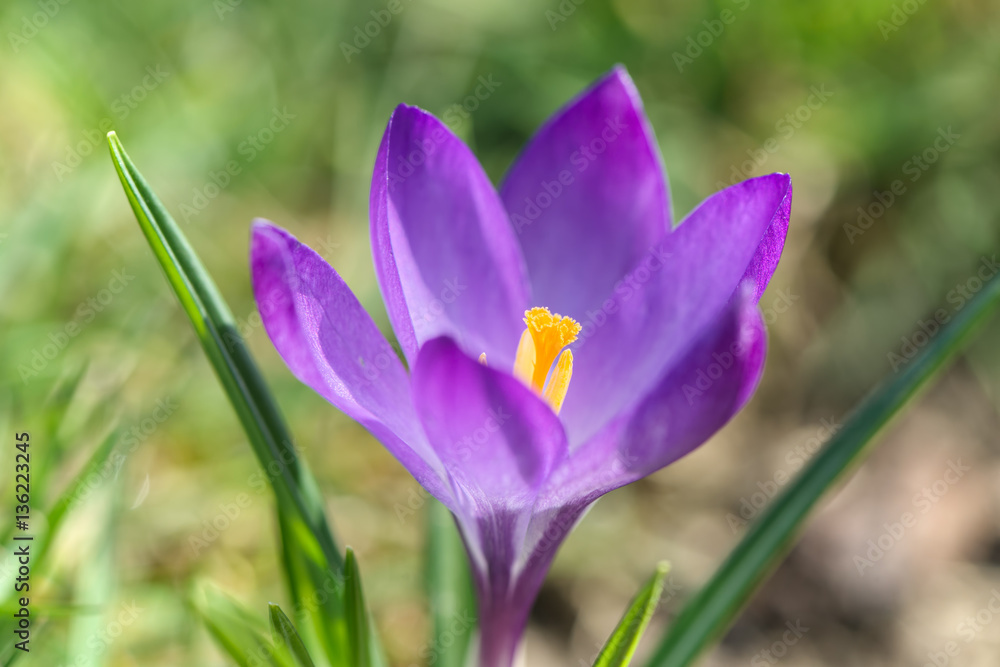 Beautiful crocus flower close-up. Early spring plant. 