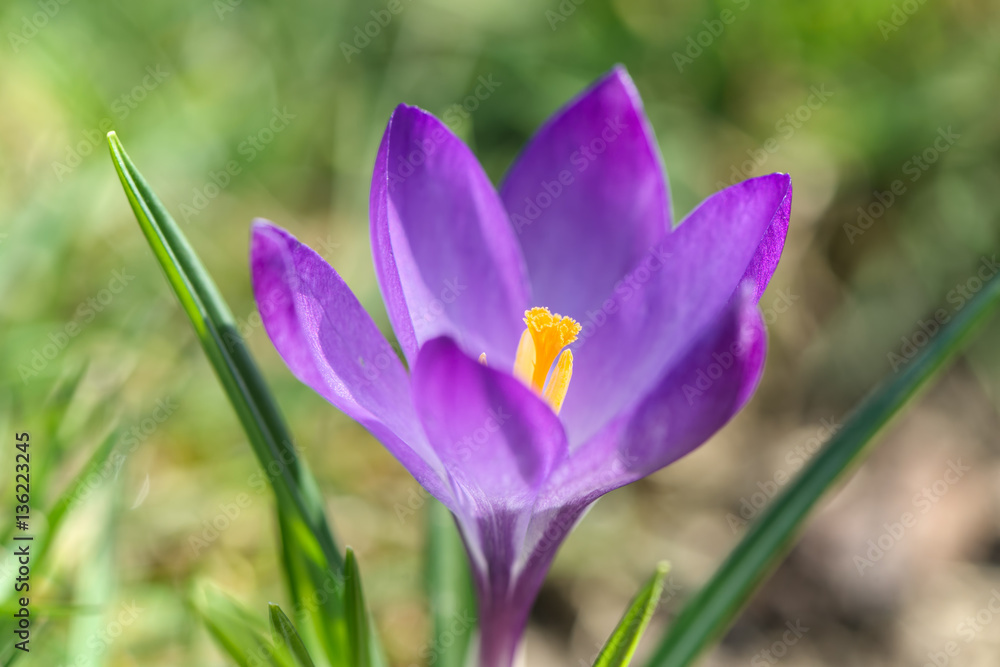 Beautiful crocus flower close-up. Early spring plant. Beautiful crocus flower close-up. Early spring plant.