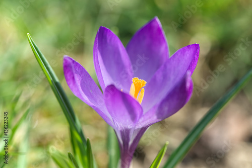 Fototapeta Naklejka Na Ścianę i Meble -  Beautiful crocus flower close-up. Early spring plant. 
