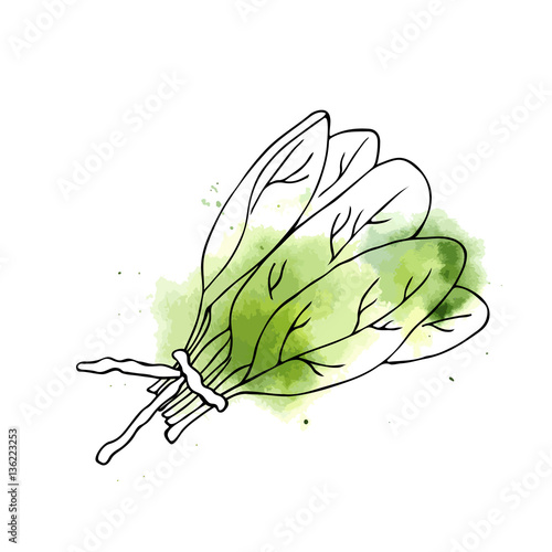 vector color illustration of spinach watercolor sketch