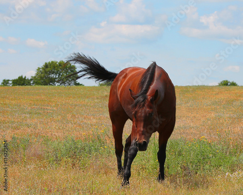 A beautiful red-brown colored horse making a gesture. He is standing in a field of wildflowers and weeds and the sky is blue with clouds.