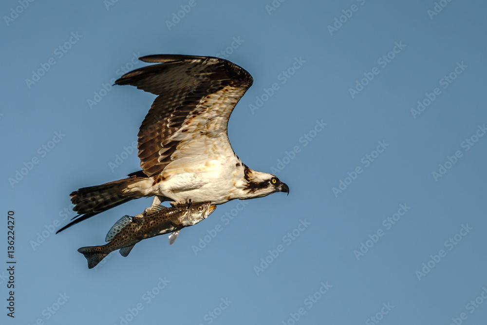 Fototapeta premium Catching