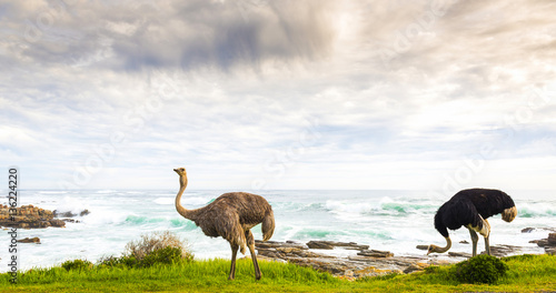 Ostrich Pair Beside Ocean © THP Creative