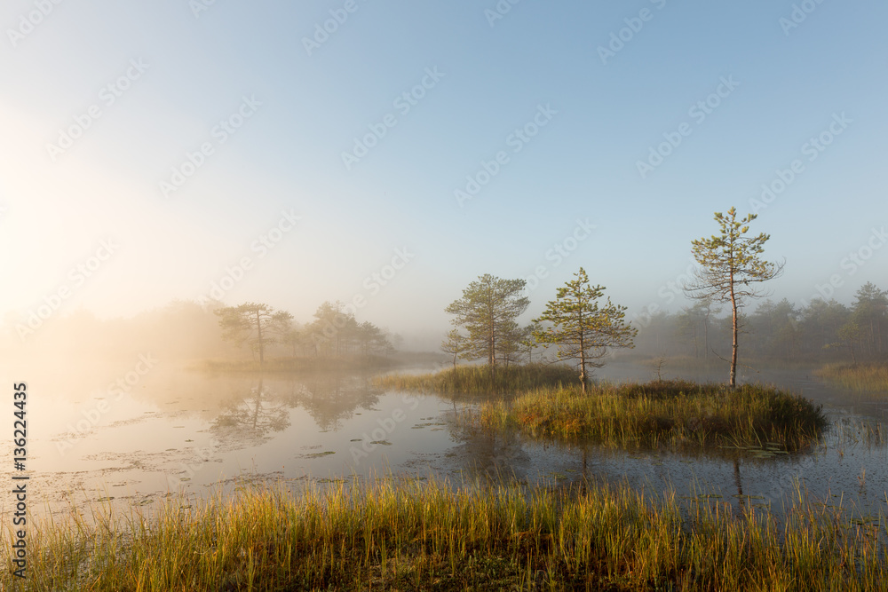 Misty morning in the bog Misty morning in the bog