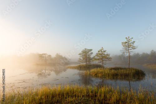 Misty morning in the bog