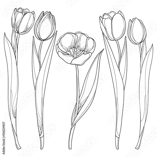 Vector set with outline tulips flowers isolated on white. Template with ornate floral elements for spring design, greeting card, invitation or coloring book. Tulip flower in contour style. #136224437
