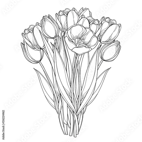 Vector bouquet with outline tulips flowers isolated on white. Template with ornate floral elements for spring design, greeting card, invitation, coloring book. Bunch of tulip flower in contour style.