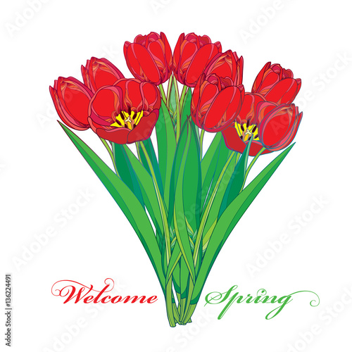 Vector bouquet with outline red tulips flowers and green leaves isolated on white. Ornate floral elements for spring design, greeting, invitation. Welcome spring with bunch of tulip in contour style.