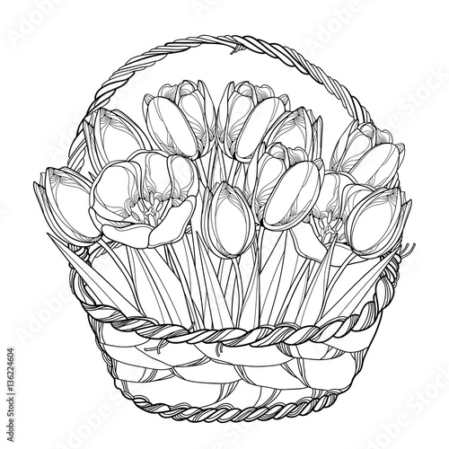 Vector bouquet with outline tulips flowers in the basket isolated on white. Ornate floral elements for spring design, greeting card, invitation, coloring book. Basket of tulip flower in contour style.