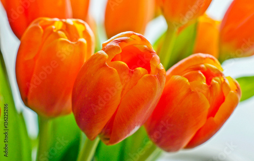 Tulips are bright orange-red close-up with bokeh.