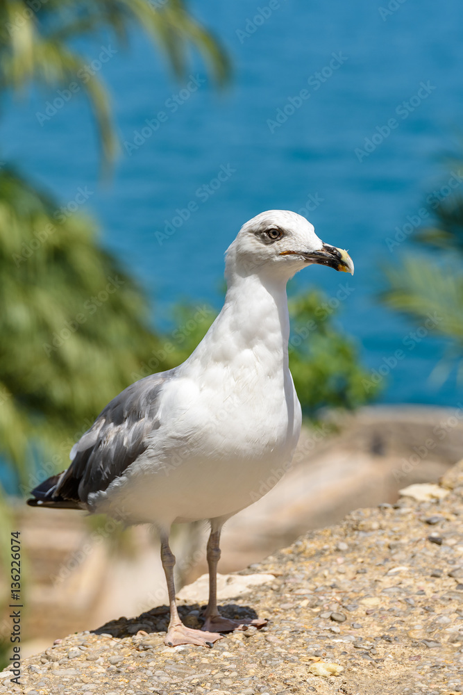 Fototapeta premium Funny White Seagull Bird Portrait