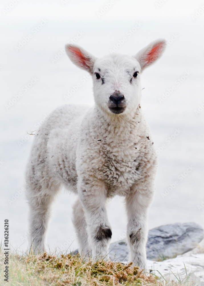 Fototapeta premium Front Close up vertical portrait of one Single Little alive few months old free range Lamb or young sheep standing outside in the countryside alone without ear tags and looking into the camera