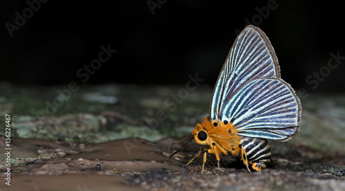 Butterfly, Butterflies feed on the rocks, Small Green Awlet ( Bibasis amara ) photo