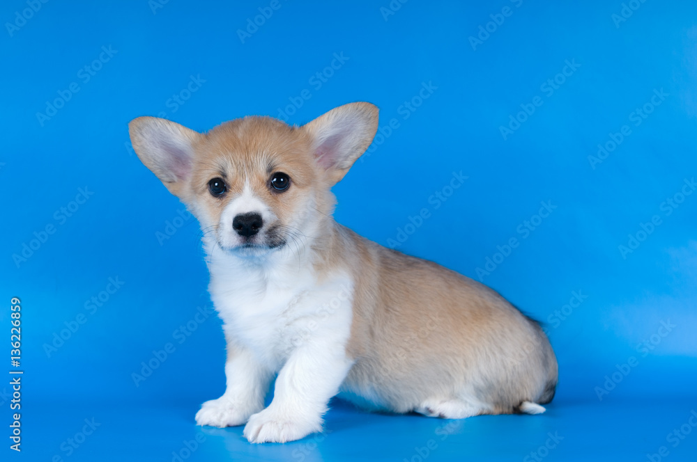 Pembroke Welsh Corgi puppy Pembroke Welsh Corgi puppy