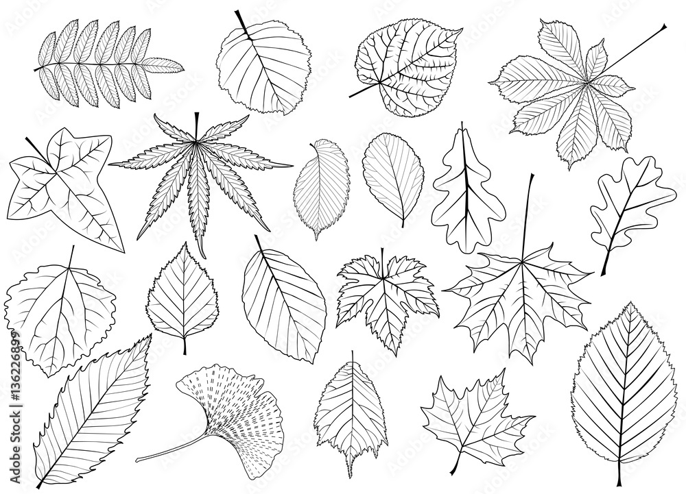 tree leaves set, silhouettes leaf, - obrazy, fototapety, plakaty 
