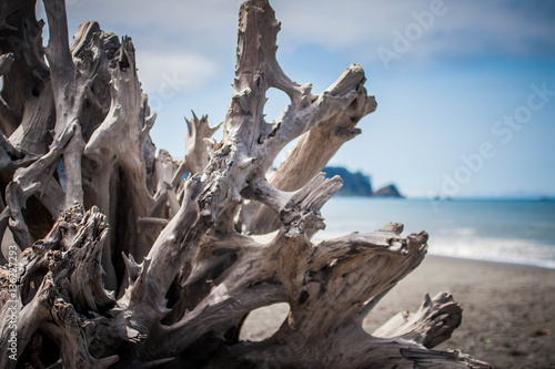 Driftwood