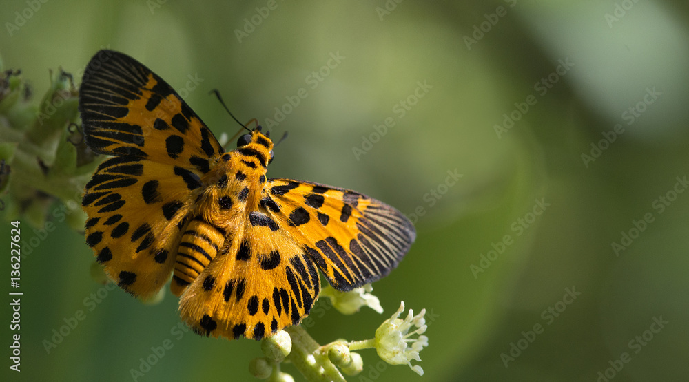 Obraz premium Butterfly, Butterflies feed on the flower, Zigzag Flat ( Odina decorata )