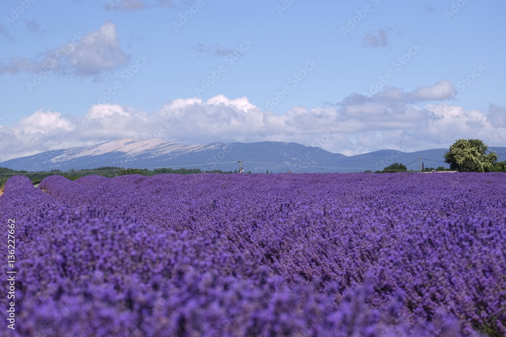 Obraz premium Champ de lavande et Mont Ventoux. France. Pays de Sault.