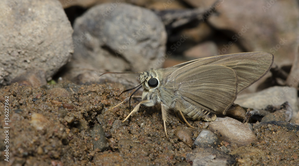 Butterfly, Butterflies feed on the soil, Brown Awl ( Badamia exclamationis ) Butterfly, Butterflies feed on the soil, Brown Awl ( Badamia exclamationis )