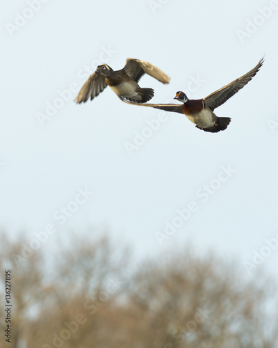 Flying Wood Duck Pair