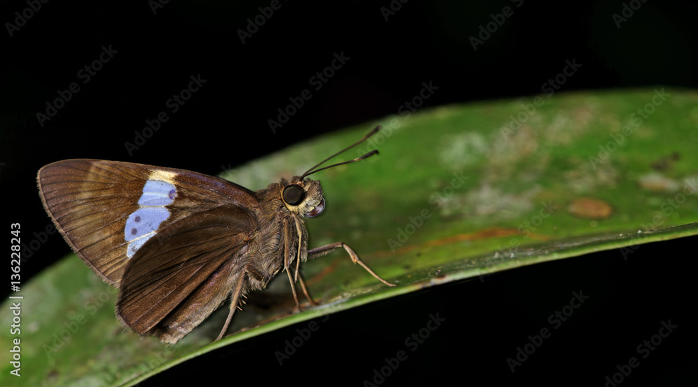 Obraz premium Butterfly, Butterflies feed on green leaf, Common Chestnut Bob ( Lambrix salsala )