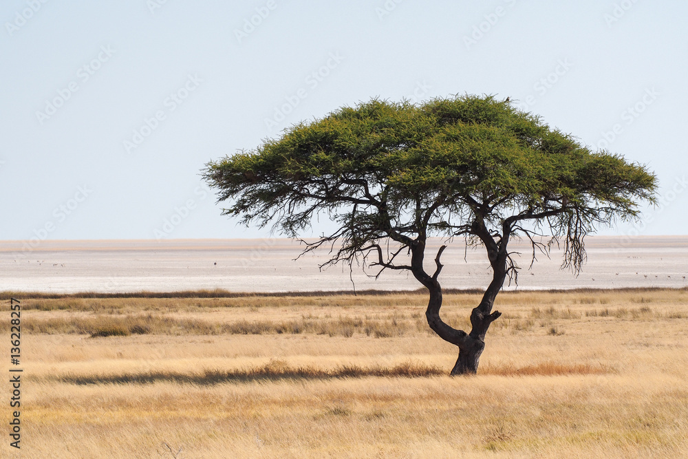 Namibia - Baum im Etoscha Nationalpark