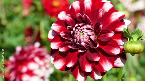 Beautiful red dahlia flowers in the garden on green leaves background. Dahlia flowers with red, white petals. Great design for Autumn holiday greeting. Place for text. Natural. Copy space. Macro