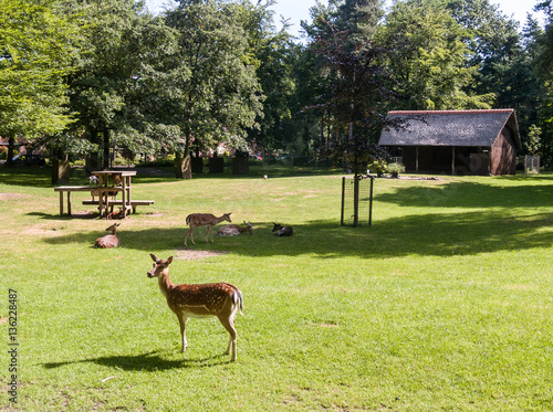 Fototapeta Naklejka Na Ścianę i Meble -  Deer in a city park Ermelo, Gelderland, Holland, NLD