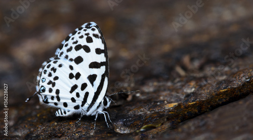 Butterfly, Butterflies feed on the stone, Common Pierrot ( Castalius rosimon ) photo