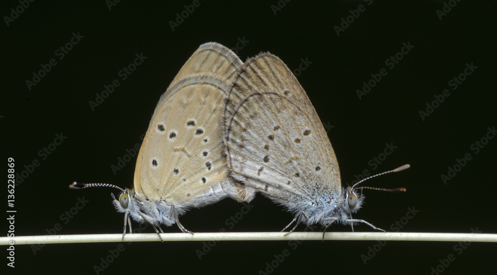 Butterfly, Butterflies pair on twig, Pale Grass Blue ( Zizeeria maha ) Butterfly, Butterflies pair on twig, Pale Grass Blue ( Zizeeria maha )