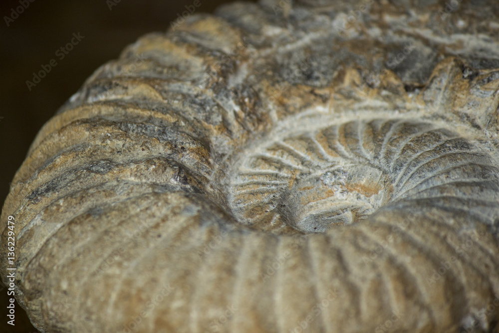 Ammonite Ammonite