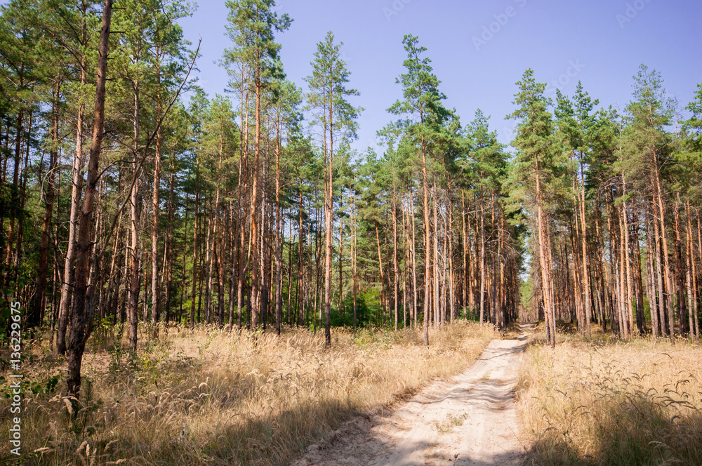 Pine view in summer forest Pine view in summer forest
