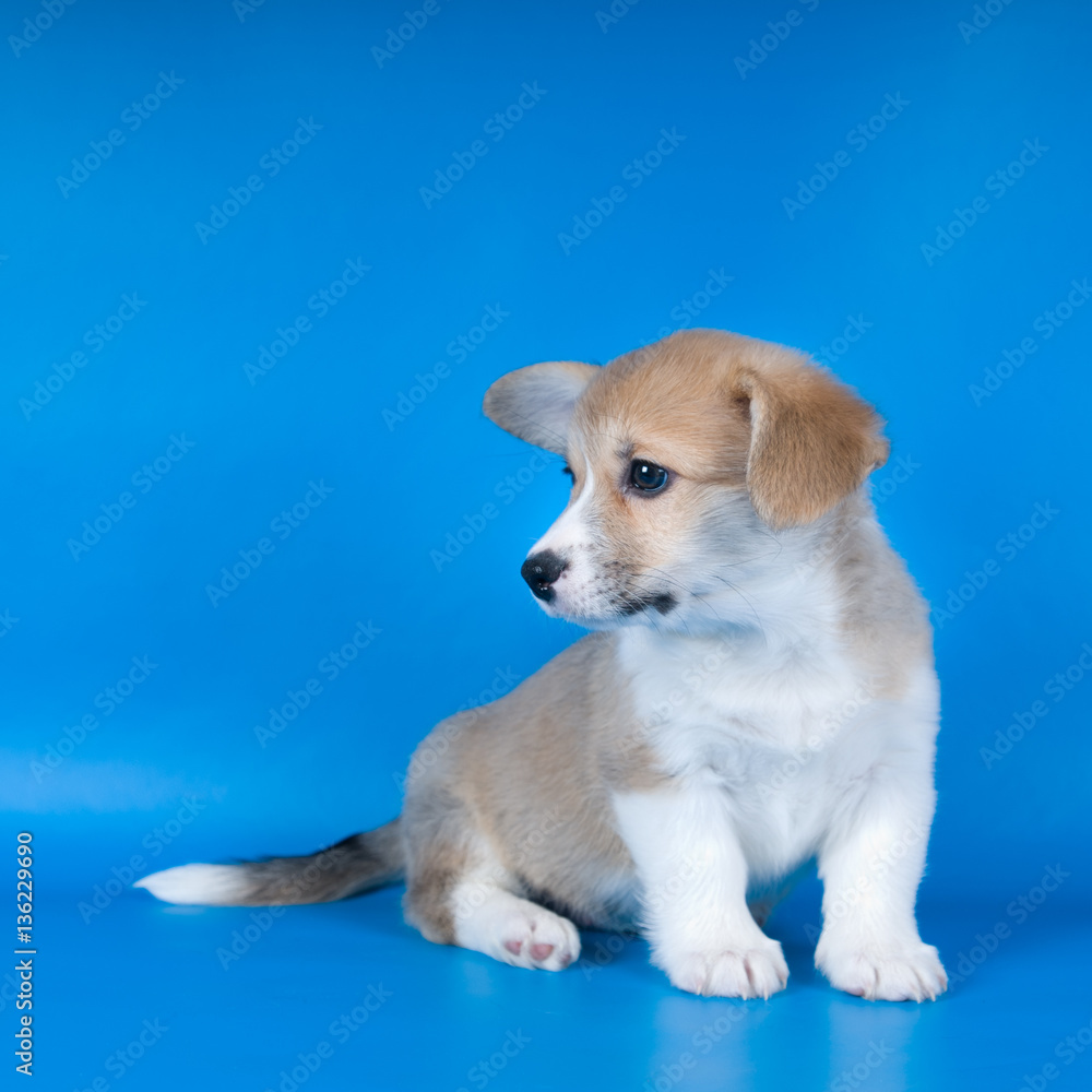 Pembroke Welsh Corgi puppy