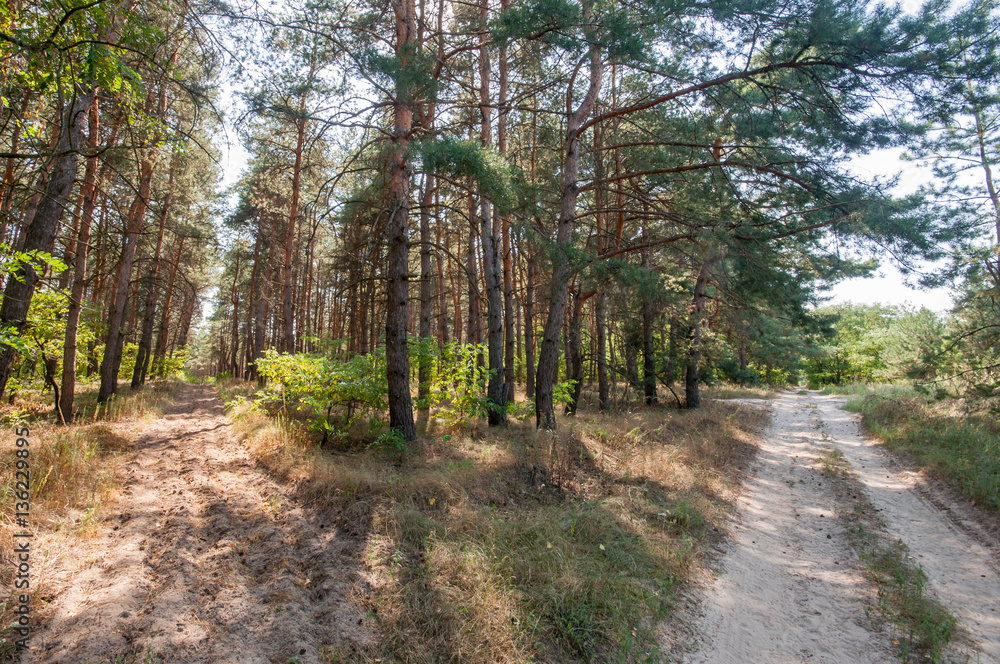 Fototapeta premium Pine view in summer forest