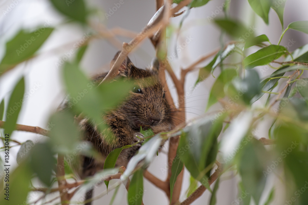 rodent on branch, background of wild nature rodent on branch, background of wild nature